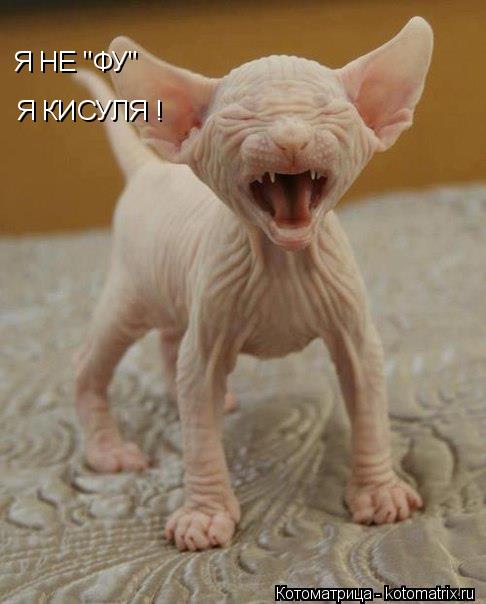 Я НЕ "ФУ" Я КИСУЛЯ !... Котоматрица: Я НЕ "ФУ" Я КИСУЛЯ !