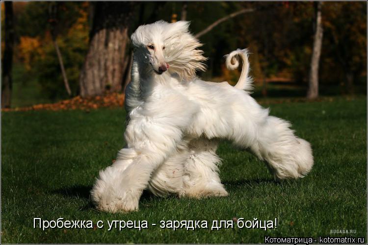 Пробежка с утреца - зарядка для бойца!... Котоматрица: Пробежка с утреца - зарядка для бойца!