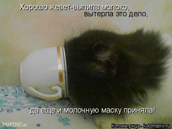 Хорошо жевет-выпила молоко, вытерла это дело, да еще и молочную маску приняла!... Котоматрица: Хорошо жевет-выпила молоко, вытерла это дело, да еще и молочную маску приняла!