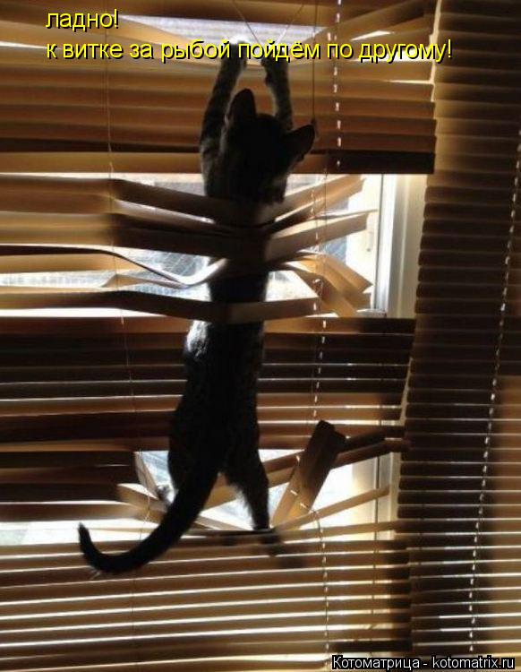 ладно! к витке за рыбой пойдём по другому!... Котоматрица: ладно! к витке за рыбой пойдём по другому!