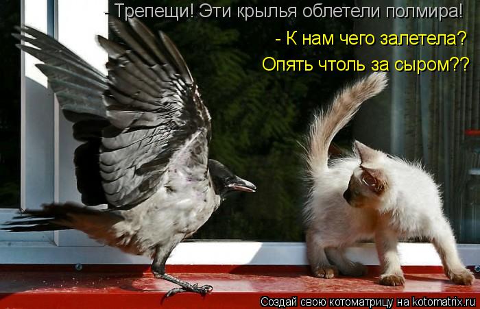 - Трепещи! Эти крылья облетели полмира! - К нам чего залетела? Опять чтоль за сыром??... Котоматрица: - Трепещи! Эти крылья облетели полмира! - К нам чего залетела? Опять чтоль за сыром??