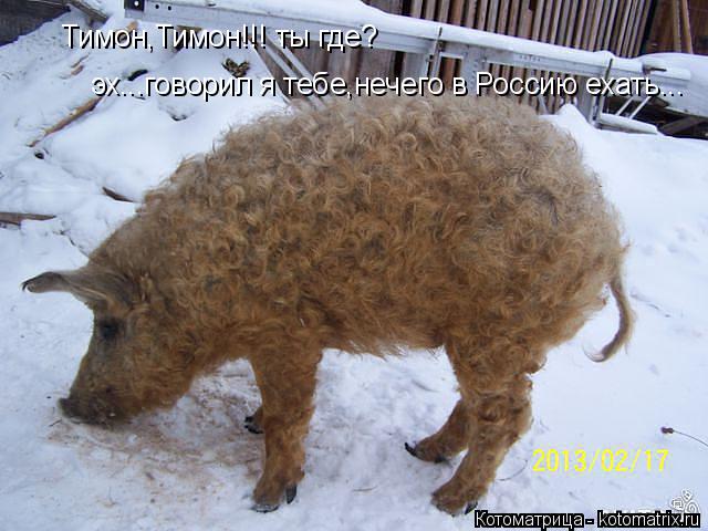 Котоматрица: Тимон,Тимон!!! ты где? эх...говорил я тебе,нечего в Россию ехать...