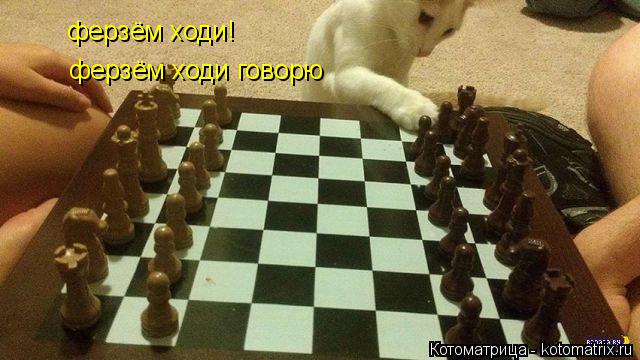 ферзём ходи! ферзём ходи говорю... Котоматрица: ферзём ходи! ферзём ходи говорю