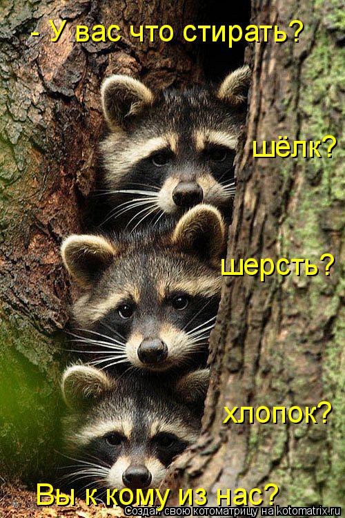 Вы к кому из нас? шёлк? шерсть? хлопок? - У вас что стирать?... Котоматрица: Вы к кому из нас? шёлк? шерсть? хлопок? - У вас что стирать?