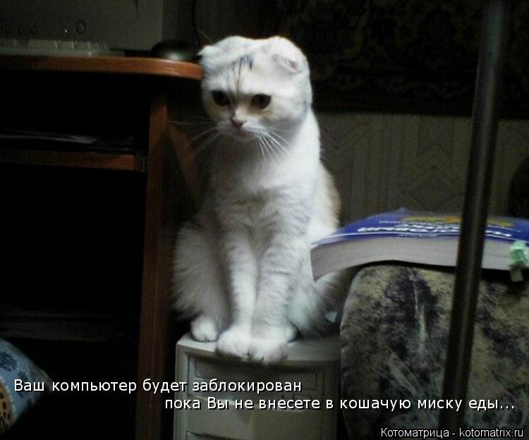 Ваш компьютер будет заблокирован пока Вы не внесете в кошачую миску еды...... Котоматрица: Ваш компьютер будет заблокирован пока Вы не внесете в кошачую миску еды...