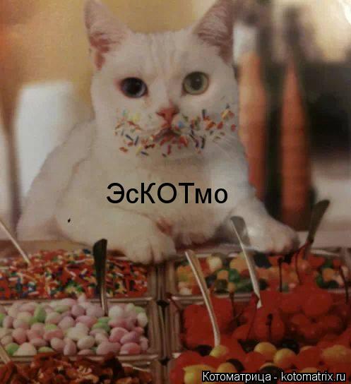 ЭсКОТмо... Котоматрица: ЭсКОТмо