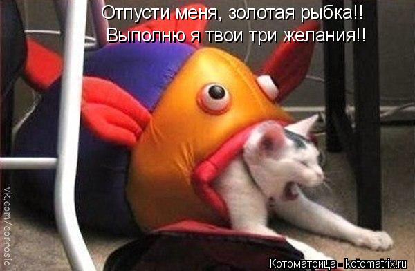Отпусти меня, золотая рыбка!! Выполню я твои три желания!!... Котоматрица: Отпусти меня, золотая рыбка!! Выполню я твои три желания!!