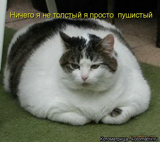 Ничего я не толстый я просто пушистый... Котоматрица: Ничего я не толстый я просто пушистый