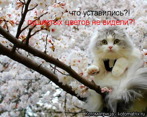 что уставились?! пушистых цветов не видели?!... Котоматрица: что уставились?! пушистых цветов не видели?!