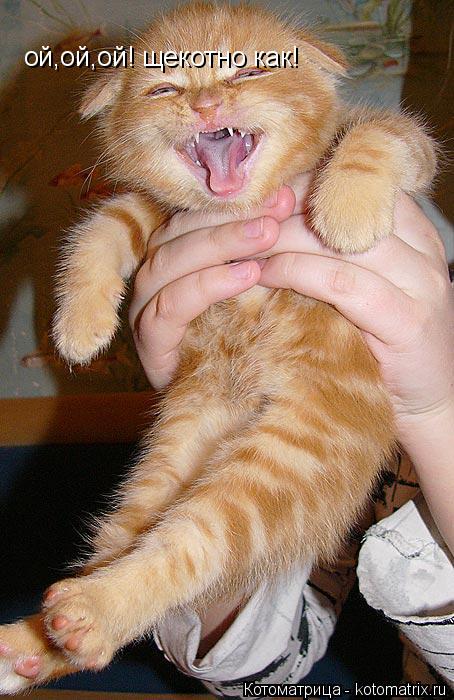 ой,ой,ой! щекотно как!... Котоматрица: ой,ой,ой! щекотно как!