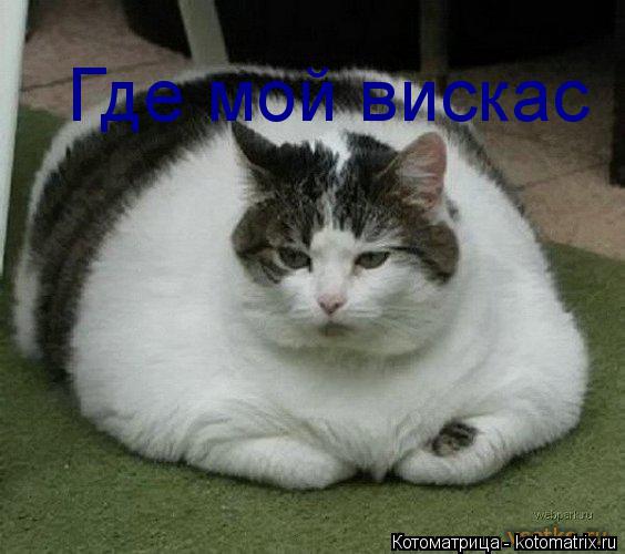 Где мой вискас... Котоматрица: Где мой вискас