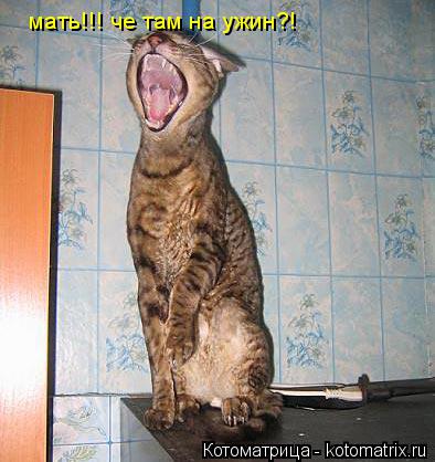 мать!!! че там на ужин?!... Котоматрица: мать!!! че там на ужин?!