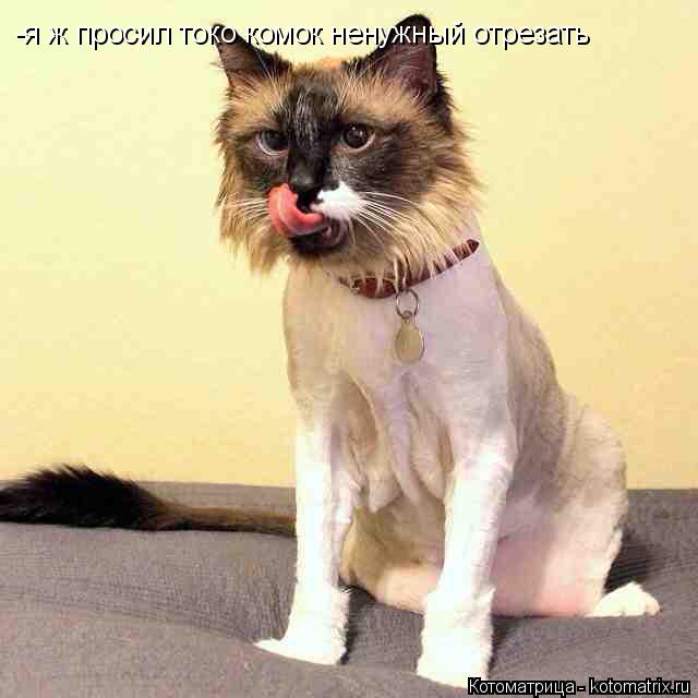 -я ж просил токо комок ненужный отрезать... Котоматрица: -я ж просил токо комок ненужный отрезать