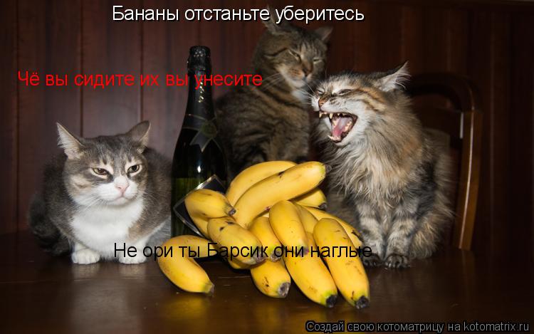 Котоматрица: Бананы отстаньте уберитесь Не ори ты Барсик они наглые Чё вы сидите их вы унесите