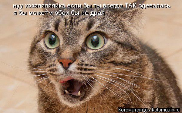 нуу хозяяяяяяйка если бы ты всегда ТАК одевалась я бы может и обои бы не драл... Котоматрица: нуу хозяяяяяяйка если бы ты всегда ТАК одевалась я бы может и обои бы не драл