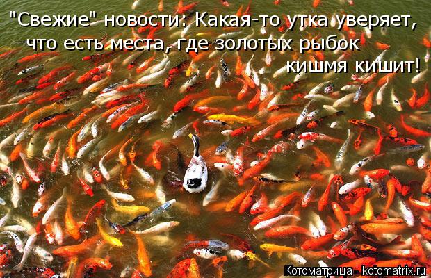 "Свежие" новости: Какая-то утка уверяет, что есть места, где золотых рыбок кишмя кишит!... Котоматрица: "Свежие" новости: Какая-то утка уверяет, что есть места, где золотых рыбок кишмя кишит!