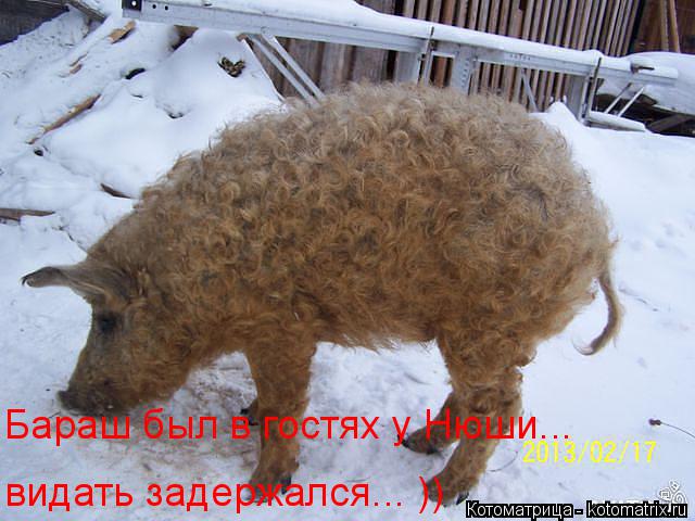 Бараш был в гостях у Нюши... видать задержался... ))... Котоматрица: Бараш был в гостях у Нюши... видать задержался... ))