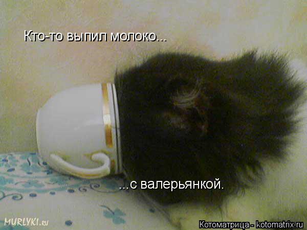 Кто-то выпил молоко... ...с валерьянкой.... Котоматрица: Кто-то выпил молоко... ...с валерьянкой.