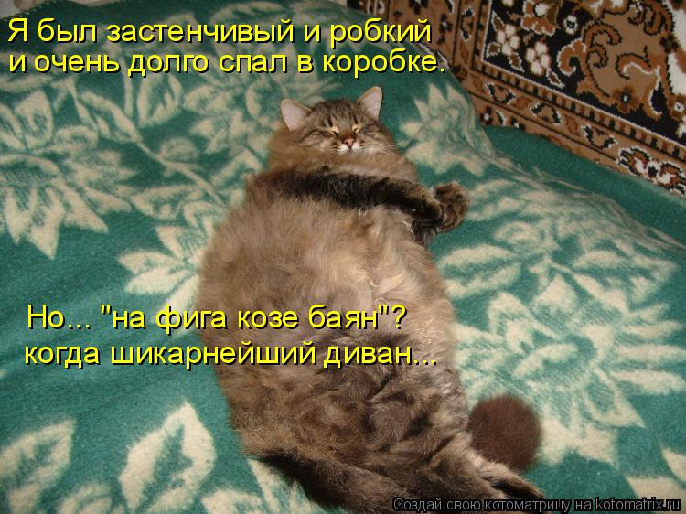 Я был застенчивый и робкий и очень долго спал в коробке. Но... "на фига козе баян"? когда шикарнейший... Котоматрица: Я был застенчивый и робкий и очень долго спал в коробке. Но... "на фига козе баян"? когда шикарнейший диван...