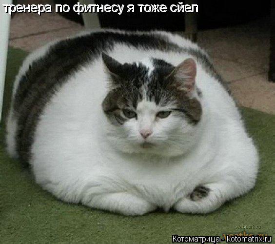 тренера по фитнесу я тоже сйел тренера по фитнесу я тоже сйел... Котоматрица: тренера по фитнесу я тоже сйел тренера по фитнесу я тоже сйел