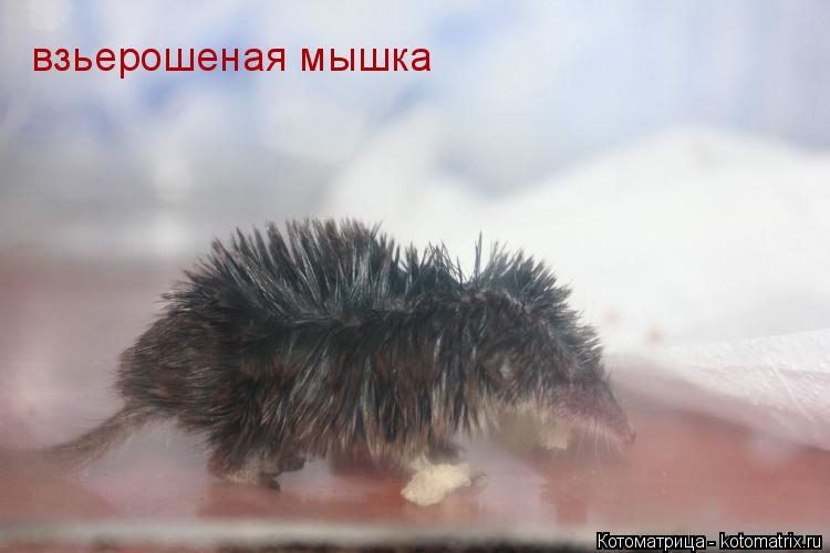взьерошеная мышка... Котоматрица: взьерошеная мышка