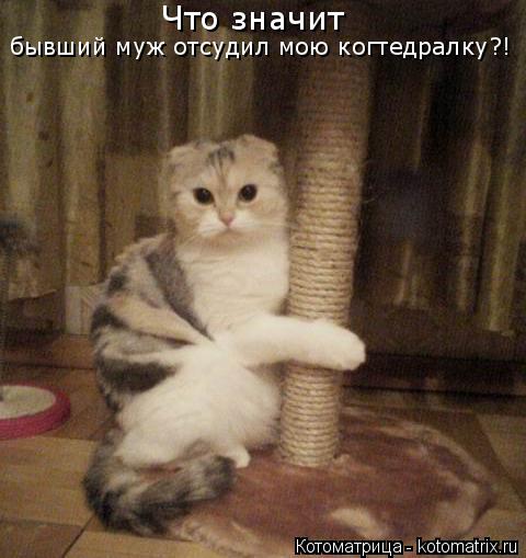 Что значит бывший муж отсудил мою когтедралку?!... Котоматрица: Что значит бывший муж отсудил мою когтедралку?!