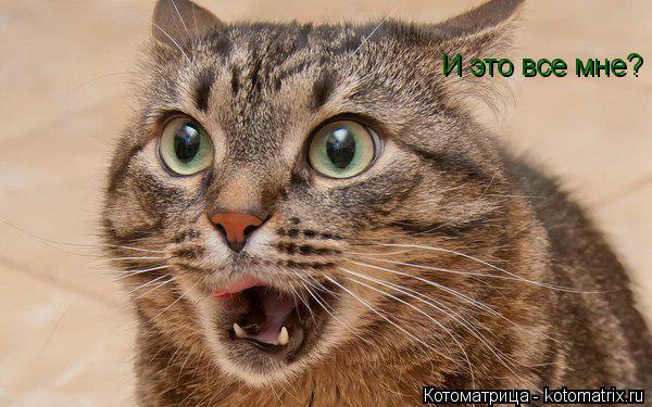 И это все мне?... Котоматрица: И это все мне?