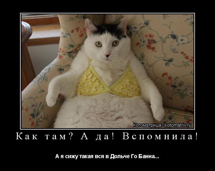 Как там? А да! Вспомнила! А я сижу такая вся в Дольче Го Банна...... Котоматрица: Как там? А да! Вспомнила! А я сижу такая вся в Дольче Го Банна...