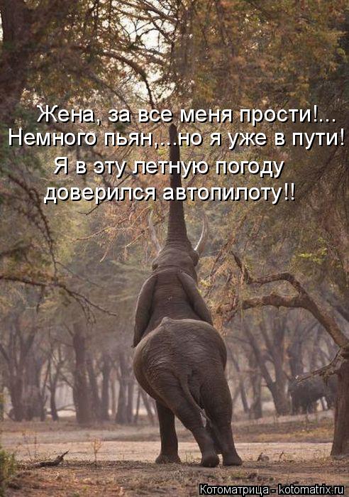 Котоматрица: Жена, за все меня прости!... Немного пьян,...но я уже в пути! Я в эту летную погоду доверился автопилоту!!