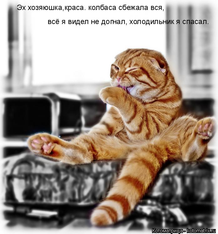 Котоматрица: Эх хозяюшка,краса. колбаса сбежала вся,  всё я видел не догнал, холодильник я спасал.