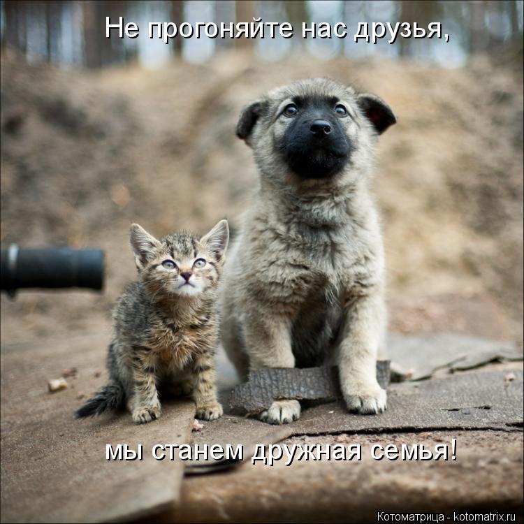 Котоматрица: Не прогоняйте нас друзья, мы станем дружная семья!