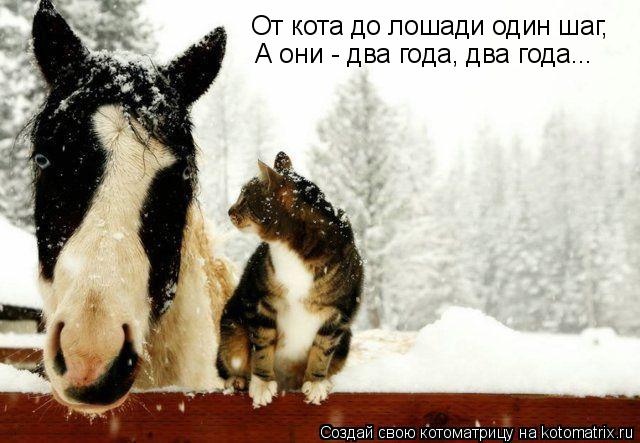 Котоматрица: От кота до лошади один шаг, А они - два года, два года...