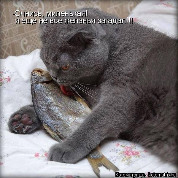 -Очнись, миленькая! я еще не все желанья загадал!!!... Котоматрица: -Очнись, миленькая! я еще не все желанья загадал!!!