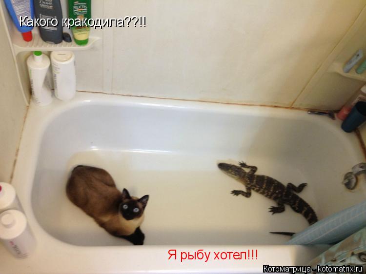 Какого кракодила??!! Я рыбу хотел!!!... Котоматрица: Какого кракодила??!! Я рыбу хотел!!!