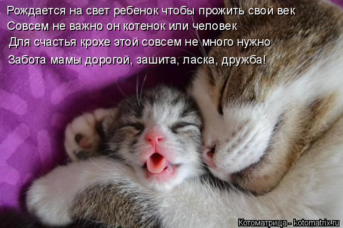 Котоматрица: Рождается на свет ребенок чтобы прожить свой век Совсем не важно он котенок или человек Для счастья крохе этой совсем не много нужно Забота