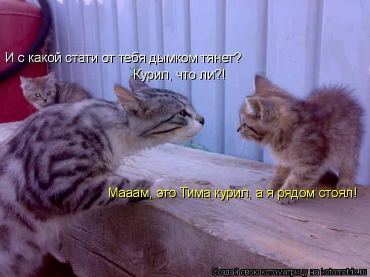Котоматрица: И с какой стати от тебя дымком тянет? Курил, что ли?! Мааам, это Тима курил, а я рядом стоял!
