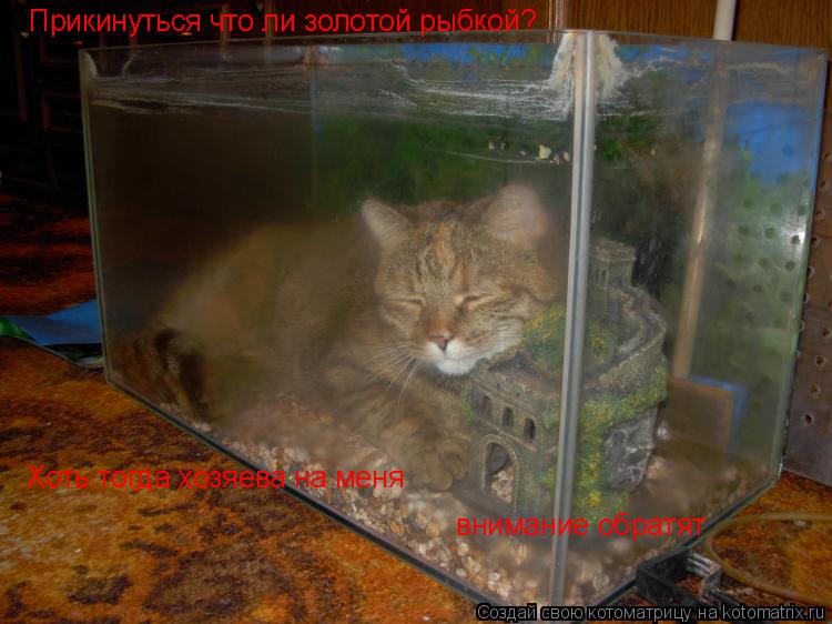 Котоматрица: Прикинуться что ли золотой рыбкой? Хоть тогда хозяева на меня внимание обратят