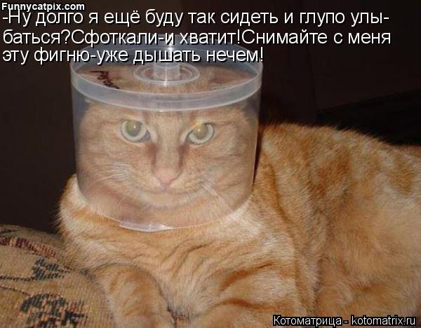 Котоматрица: -Ну долго я ещё буду так сидеть и глупо улы- баться?Сфоткали-и хватит!Снимайте с меня эту фигню-уже дышать нечем!