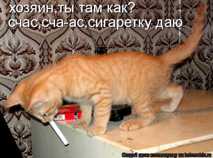 Котоматрица: хозяин,ты там как? счас,сча-ас,сигаретку даю