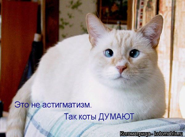 Котоматрица: Это не астигматизм. Так коты ДУМАЮТ