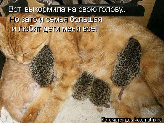 Котоматрица: Вот, выкормила на свою голову... Но зато и семья большая  и любят дети меня все!
