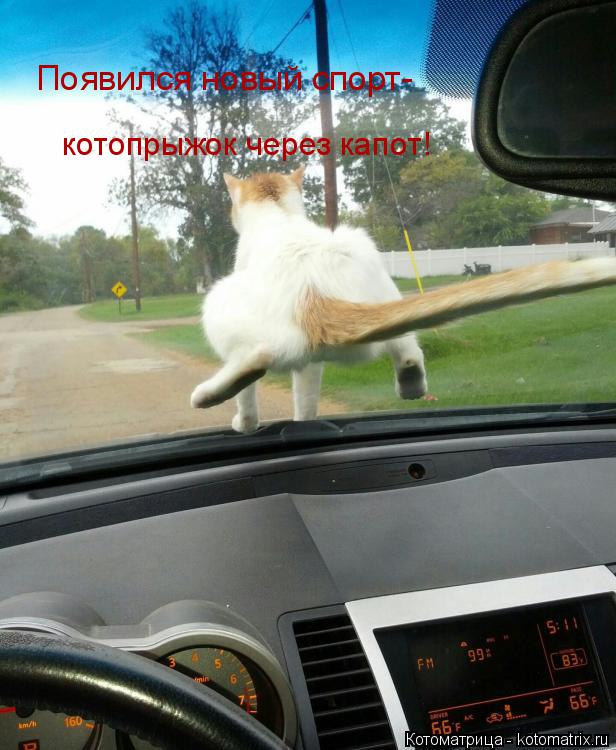 Котоматрица: Появился новый спорт- котопрыжок через капот!