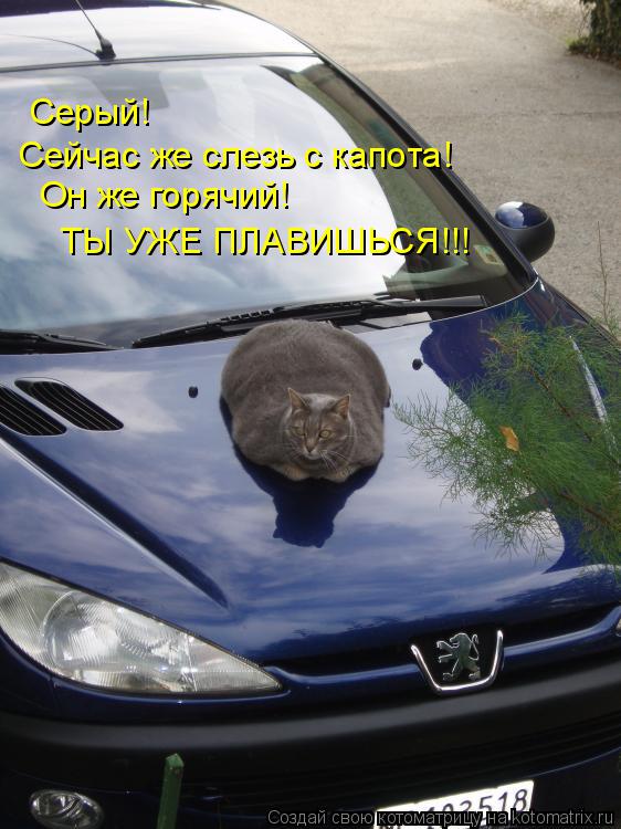 Котоматрица: Серый!  Сейчас же слезь с капота! Он же горячий! ТЫ УЖЕ ПЛАВИШЬСЯ!!!