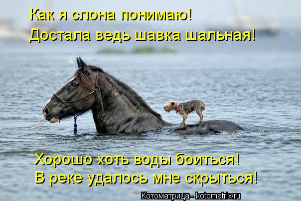 Котоматрица: Как я слона понимаю! Достала ведь шавка шальная! Хорошо хоть воды боиться! В реке удалось мне скрыться!