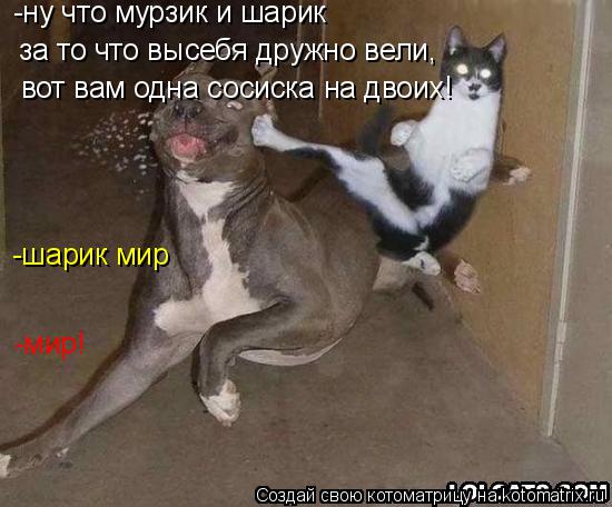 Котоматрица: -ну что мурзик и шарик  за то что высебя дружно вели, вот вам одна сосиска на двоих! -шарик мир -мир!