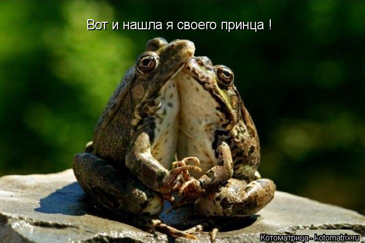 Вот и нашла я своего принца !... Котоматрица: Вот и нашла я своего принца !