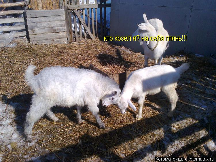 Котоматрица: кто козел я? на себя глянь!!!