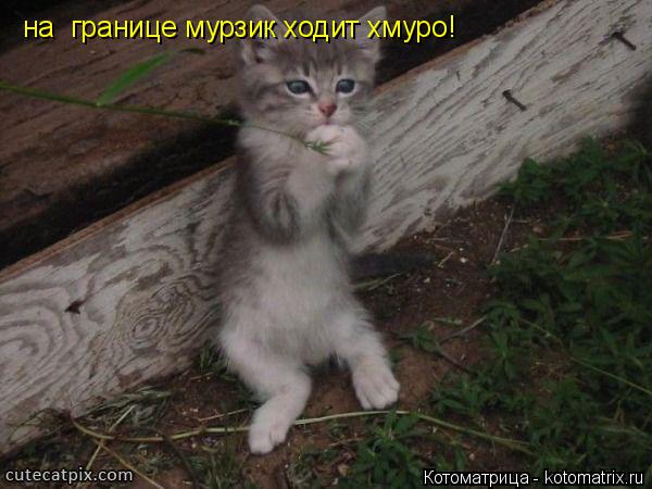 Котоматрица: на  границе мурзик ходит хмуро!