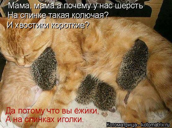 Котоматрица: Мама, мама а почему у нас шерсть На спинке такая колючая? И хвостики короткие? Да потому что вы ёжики, А на спинках иголки.