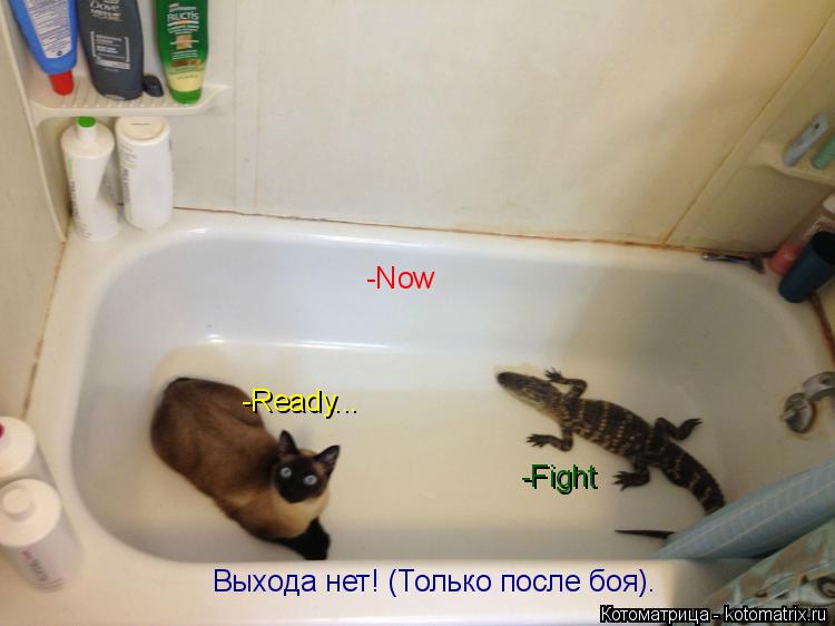 Котоматрица: -Ready... -Now -Fight Выхода нет! (Только после боя).